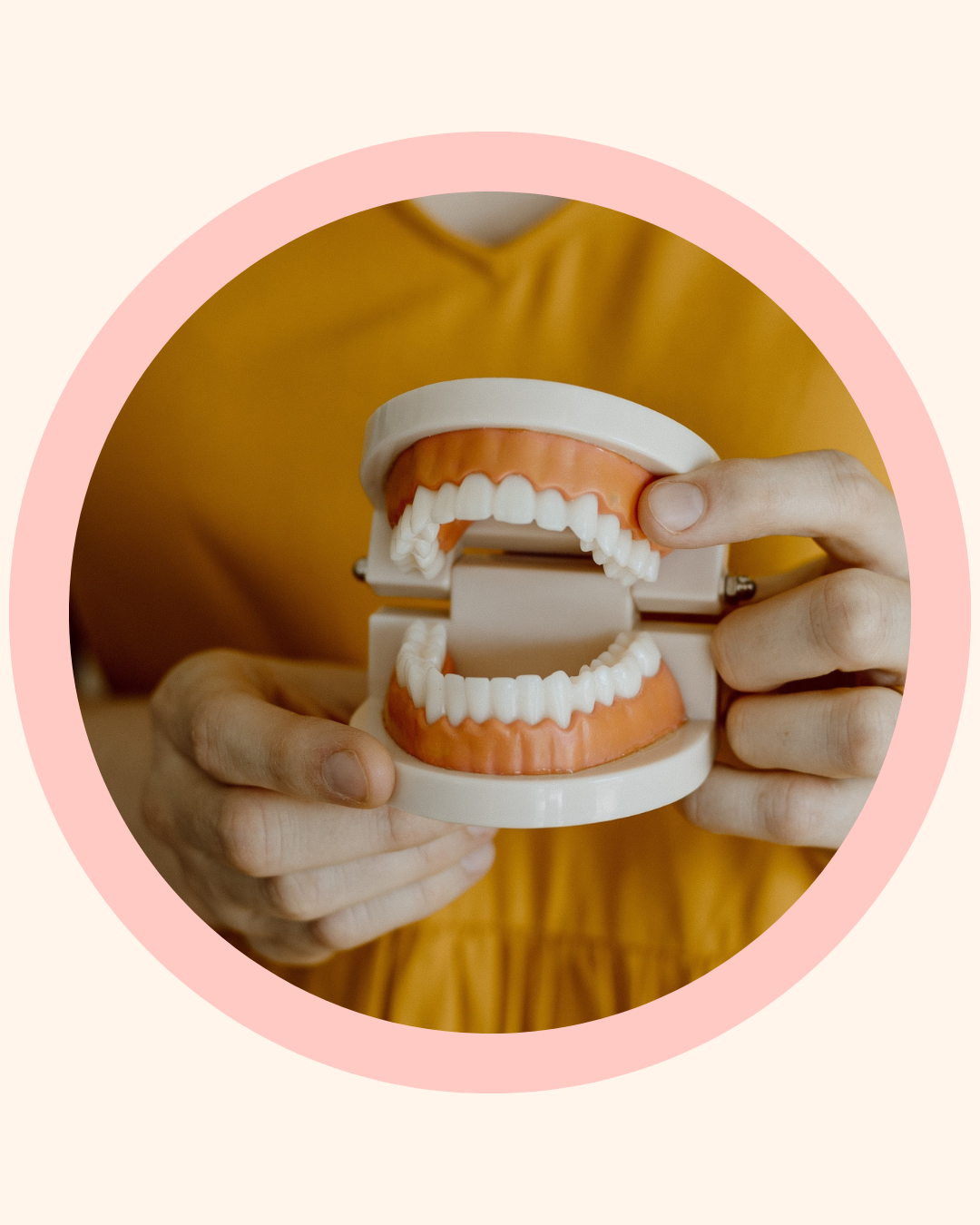 Mel Van Schelven, Oral Health Therapist at The Face Place, holding an open model of teeth and gums used to explain toddler oral hygiene.